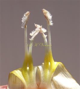  Stamens-Anthers with spurs  at base